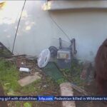 Homeowner plans to sue over bear that won’t leave