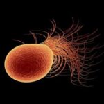 Israeli scientists say tiny organisms can revamp their own RNA to survive extreme heat