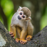 Primates Quiz: Go ape and test your knowledge on our closest relatives