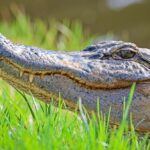 Are consumers actually in an ‘alligator’ shaped economy?