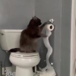 @foryou Cats are so sweet         …