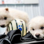 The year in science: From a tiny T. rex to interstellar visitors