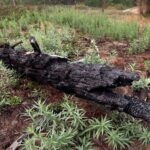 Traditional Knowledge Meets Science in Northern California Tribe’s Environmental Planning