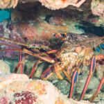 Looking for friends, lobsters may stumble into an ecological trap