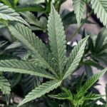 How Cannabis Reclassification Could ‘Open the Floodgates’ for Science