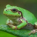 Powerful Anti-Cancer Drug Discovered Inside Japanese Tree Frog : ScienceAlert