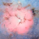 Try not to smile at these 5 feel-good science stories from 2025