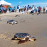 Magnets in their heads: How some animals guide themselves using the Earth’s magnetic field | Science