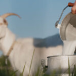 Global Feta Cheese Supply Threatened as Virus Kills Almost 500,000 Goats and Sheep in Greece