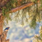 Calling All Citizen Scientists for the Great Backyard Bird Count