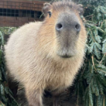 Donated Christmas trees get a second life at the zoo