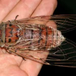 Cicada Wings Empress: The Inspiration for a Group of Taiwanese Scientists in Developing Ultrasensitive Sensors