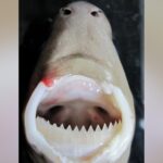 UH: cookiecutter shark research bridges ʻike Hawaiʻi, science : Maui Now
