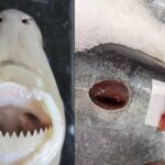 New research into Cookiecutter shark bridges Hawai‘i knowledge with modern science : Big Island Now