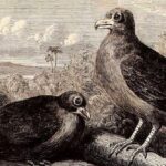 Manumea, Dodo’s Closest Living Relative, Seen Alive After 5-Year Disappearance