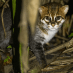 One Of The World’s Rarest Cats Rediscovered In Thailand – The First Confirmed Sighting In Almost 30 Years