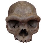 The year human evolution’s greatest mystery got a face