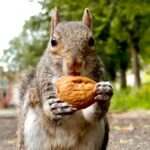 Squirrels can find 85% of the nuts they hide