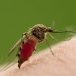 Male Mosquitoes Can Feed on Our Blood, Too