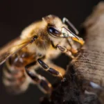 New species: over 16,000 annual discoveries reveal a much greater biodiversity than estimated