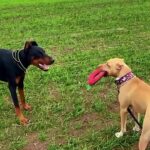 @enzalko44 Moments before disaster        …