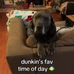 @haleyandthepets this is our shared bonding activity actually, he sits in his ch…