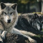 Did reintroducing Wolves to Yellowstone really cause an ecological cascade?
