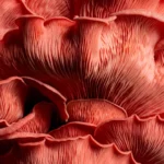 Scientists turn carrot waste into protein people prefer