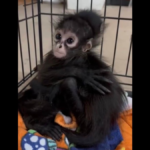 Baby spider monkeys rescued in Texas