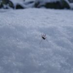 Scientists investigate the cold resilience of the snow fly