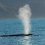 Whale breath can hint at health. Now drones can collect them : Short Wave : NPR