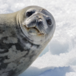 Top plant and animal science discoveries of 2025