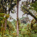 Trees in Panama’s tropical forests are growing longer roots in the face of drought