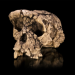 This Walking Ape Might Be the Earliest Human Ancestor