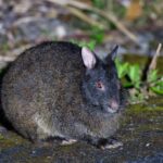 The Amami Rabbit Is A Living Fossil, Descended From Ancient Bunnies That Lived 6 Million Years Ago