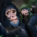 Why can’t you wiggle your toes one at a time?