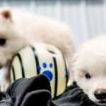 The year in science: From a tiny T. rex to interstellar visitors