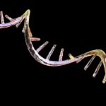 An experimental mRNA treatment counters immune cell aging in mice