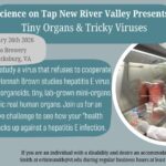 Come to ‘Science on Tap: Tiny Organs and Tricky Viruses’ on Feb. 26 | Virginia Tech News