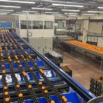 Greek Deputy Minister inaugurates AI citrus sorting line in Greece