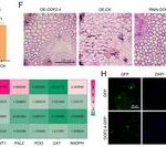 How citrus rewires its vascular system to fight huanglongbing