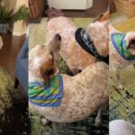 Dog Is a Fashion Icon in Her Vintage Scarf