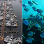 Tracking fisherman to track fish: How scientists are using vessel monitoring systems to better understand the oceans