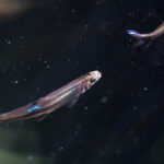 How Science Guides Actions in the Delta