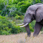 How a teen’s AI model could help stop poaching in rainforests