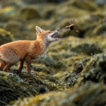 Society of Photographers announces Photographer of the Year