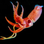 Equity, Benefit-Sharing and Financial Architecture in the International Seabed Area