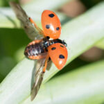 The Surprising Science Behind Their 3,600-Foot Flights