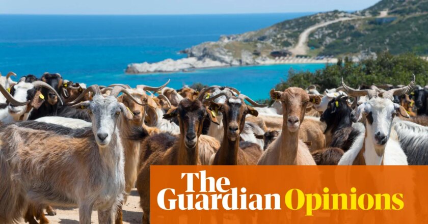 It’s the big fat Greek farming scandal – devised by the political elite and paid for by ordinary people | Alexander Clapp