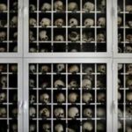 Greece experts to examine Nazi atrocity photos find | National News